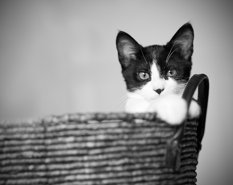 kitten cat pet "Captured by Karen"