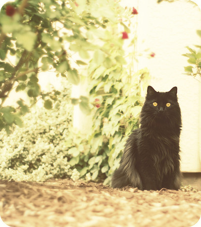 In the Garden